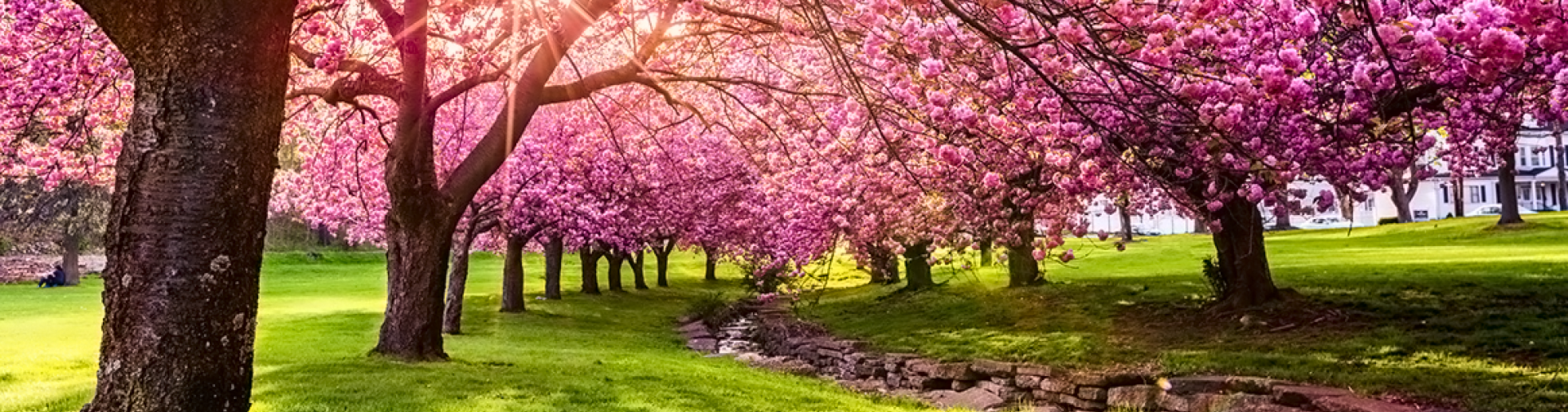 Cherry Blossom Cherry Blossom